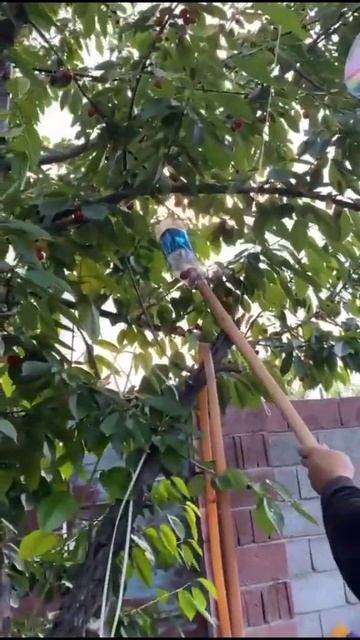 как собрать вишни смотреть онлайн