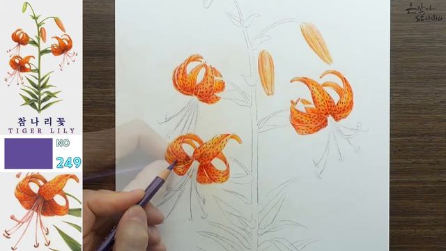 Flower Drawing Tiger lily | 참나리꽃 그리기 | 꽃그림 배우기 78-2 смотреть онлайн