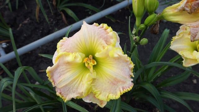 Лилейник APPLES SPRING смотреть онлайн