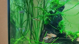 Как Петушки махачаи уживаются с вишневыми барбусами