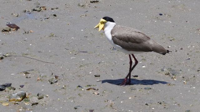 Masked Lapwings - Cairns, Australia - November 2019 смотреть онлайн