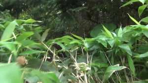 Кунашир. Берегом океана к вулкану Тятя.  Рыбалка на пути.