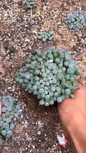 Harvest succulents 🪴 #다육이들 #suculentas #多肉植物 #succulents смотреть онлайн