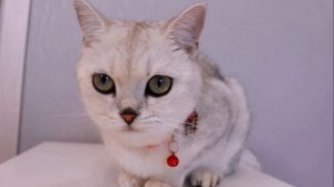 ДЕНЬ РОЖДЕНИЯ БЕЛКИ/ЛАЙКИ lIKE#cat #топ #funny