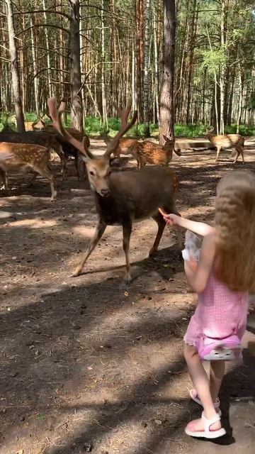 Кормим оленей #shorts смотреть онлайн