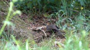 Kos černý (Turdus merula) Common blackbird, Чёрный дрозд, Amsel, Kos, Drozd čierny