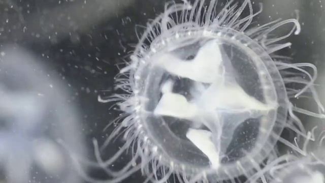 桃花水母 Craspedacusta sowerbyi смотреть онлайн