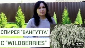 ЗАКАЗАЛА СПИРЕЮ "ВАНГУТТУ" НА "WILDBERRIES". 30.04.2024г.
