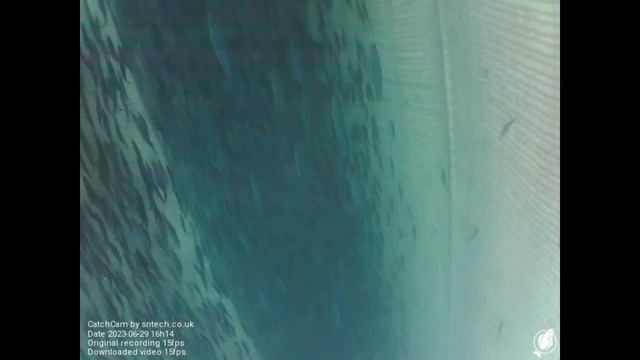 Underwater Fishing Camera records Atlantic Mackerel inside Pelagic Trawler Net смотреть онлайн