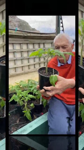 How to plant young indeterminate tomato plants #shorts10 #gardenplants смотреть онлайн