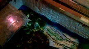 дикие утята вылупились