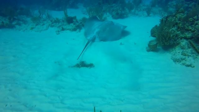 Blue Tang Reef - November 30th 2016 смотреть онлайн