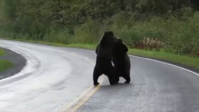 2 медведя two bears смотреть онлайн