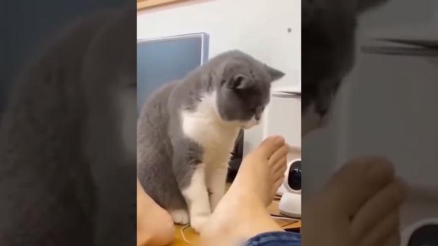 Забавные и смешные животные смотреть онлайн