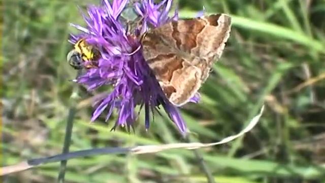 Euclidia glyphica jetelovka hnědá смотреть онлайн