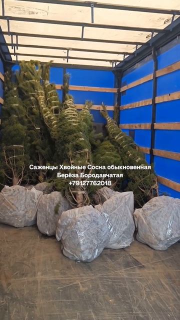 Саженцы Хвойные Сосна обыкновенная, Берёза Бородавчатая. ☎️+79127762018 #купитьсаженцы #саженцы #са