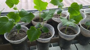 ОГУРЦЫ 🥒 РАССАДА 🥒Как увеличить и ускорить всхожесть 🥒☀️