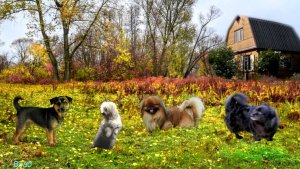 А.Пахмутова-Г.Хазанов-Миновали годы