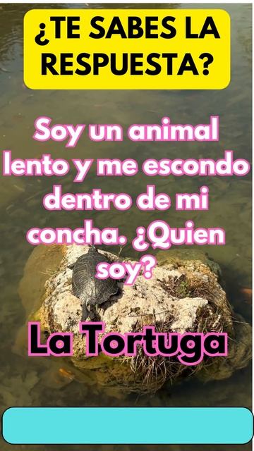 ¿TE SABES LA RESPUESTA? смотреть онлайн