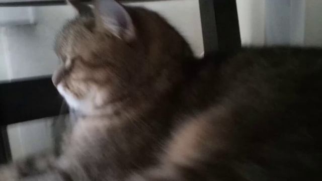 Мой котик Кузька