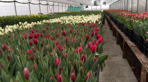 Обзор тюльпанов