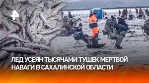 "Везде одна навага": тысячи умерших тушек наваги выбросили на лед в Сахалинской области