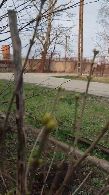 Деревья раскрываются распускается в Крысмке 10.01.2022 Краснодарский край смотреть онлайн