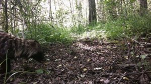 Енотовидная собака. #енотовиднаясобака #ленинградскаяобласть #дикиеживотные