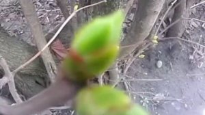 Почки сирени