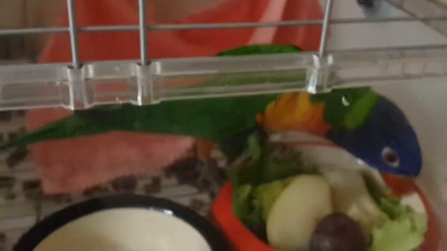 Lorikeet and his delicious dinner / Лорикет и его вкусный ужин смотреть онлайн