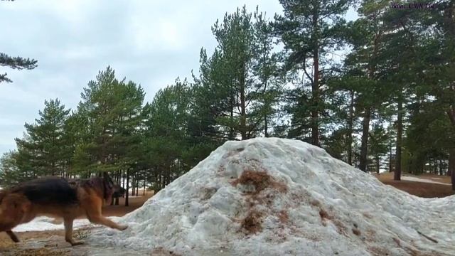 Мой лучший друг (Влад Порфиров)