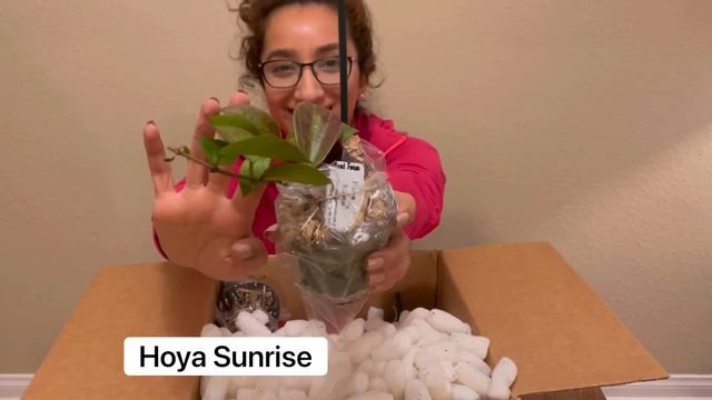 HUGE Hoya Unboxing | Wishlist Hoyas смотреть онлайн