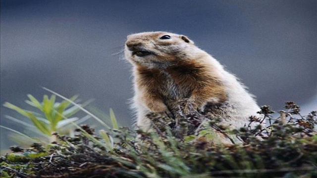 castor rock soound´s of covel смотреть онлайн