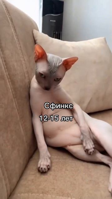 сколько лет живут кошки данных пород#кошки#породы#видео#сколько живут лет# смотреть онлайн