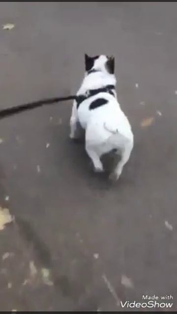 Попу как у Ким смотреть онлайн