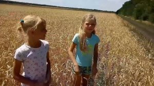 Зайки-Знайки в поле с пшеницей!