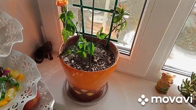 Новые растения.10 апреля пересадила комнатные цветы.Работаю в огороде смотреть онлайн