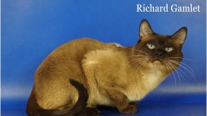 Тайский котик Richard Gamlet, сил-пойнт, 3 года 4 месяца