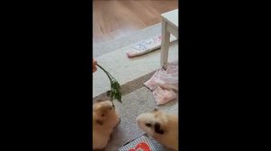 Что нужно знать о калифорнийских морских свинках