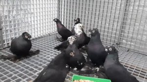 Голуби узбекские двухчубые