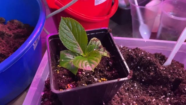 Перевалка черенков крупнолистной гортензии Аиша🌱 6.05 #крупнолистнаягортензия