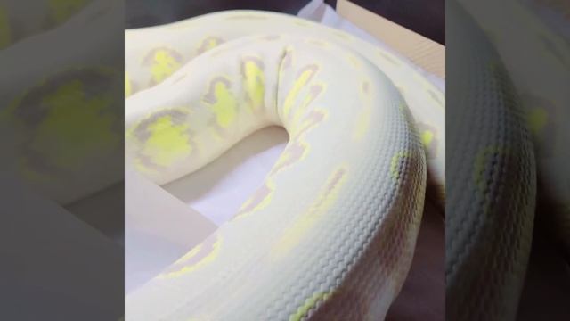 Massive Gravid Reticulated Python - 37.5% Kalaotoa Super Dwarf Purple Jaguar 66% Het Snow. смотреть онлайн