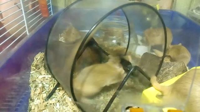 ПЕСЧАНКИ В КОЛЕСЕ МАЛЫШИ | Хомячуля: Secret Life Hamster - Pets