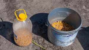 Самый уловистый способ насадки кукурузы на крючок! Карп от этого безума