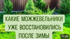 КАКИЕ МОЖЖЕВЕЛЬНИКИ УЖЕ ВОССТАНОВИЛИСЬ ПОСЛЕ ЗИМЫ. 10.04.2024г.