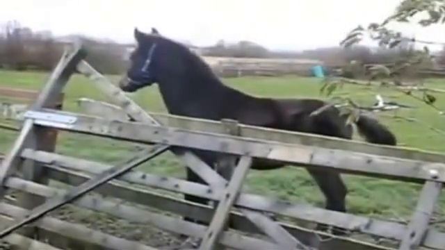 Резвый конь не рассчитал прыжок смотреть онлайн