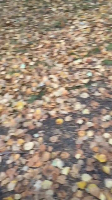 Золотистый ретривер Филипп. В лесу. #shorts #рекомендации #собака #лес смотреть онлайн