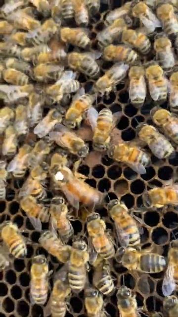 Как выглядит печатный расплод пчёл. смотреть онлайн