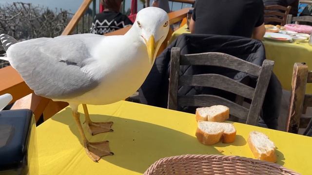 Не доверяйте Чайкам, даже если вы Чайкин смотреть онлайн