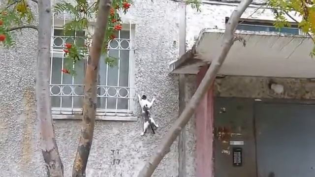 Кот скалолаз смотреть онлайн